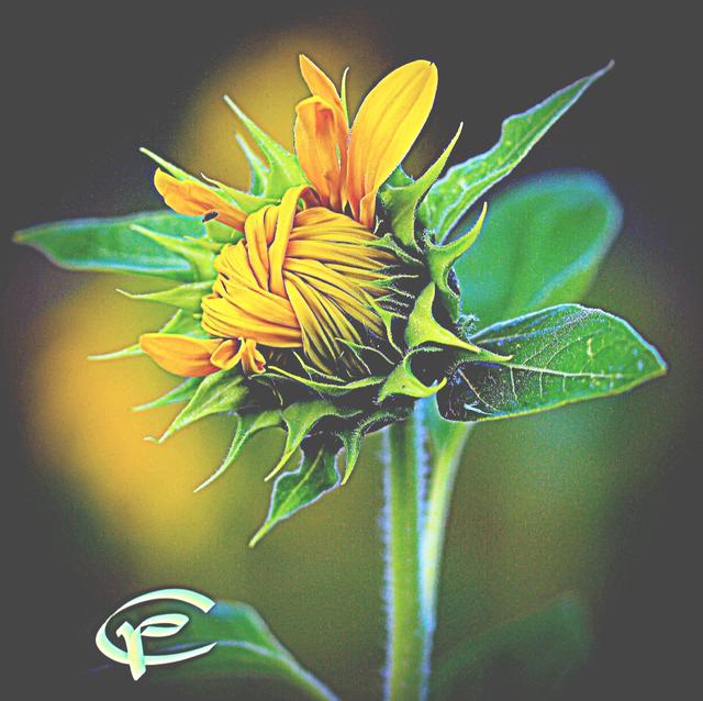 Eine Sonnenblume mal anders in Weilerbach 