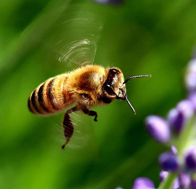 Bienchen im Anflug in Ramstein 