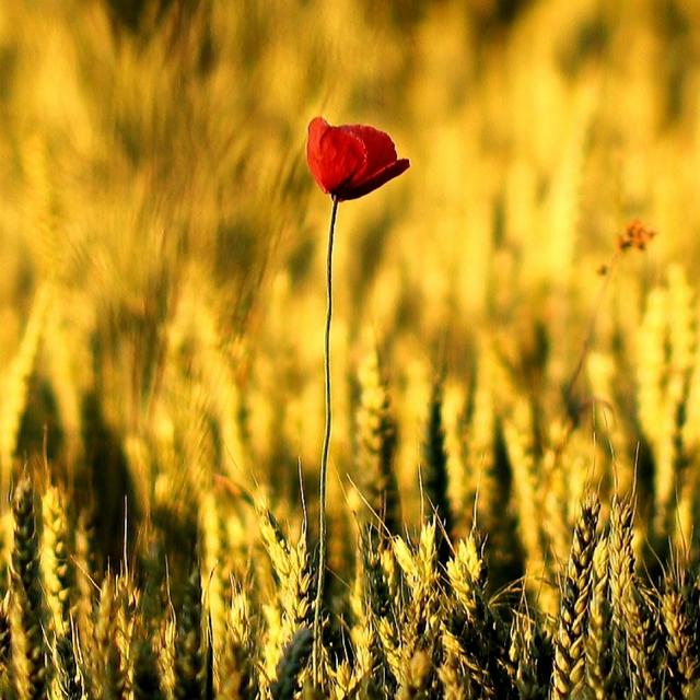 Eine verlorene Mohnblume im Kornfeld in Ramstein 