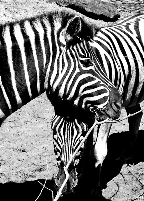 Zebras im Zoo Kaiserslautern 