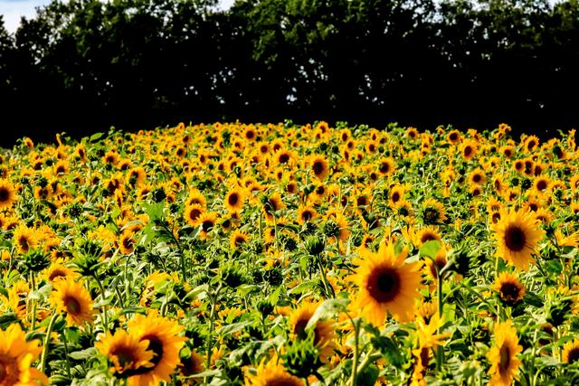 Sonnenblumenfeld in Ramstein 