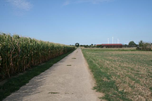 Feldweg am Maisfeld