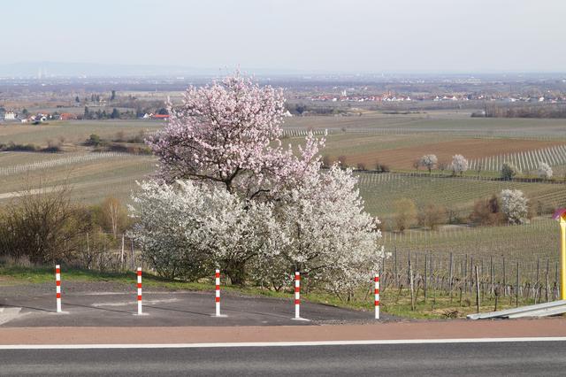 Blick von Herxheim am Berg aus auf die Rheinebene im März 2019