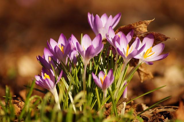 Frühlingserwachen in Karlsruhe 