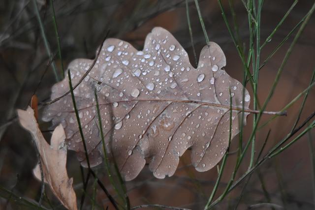 Nach einem Regentag am Annaberg in Bad Dürkheim (Februar)