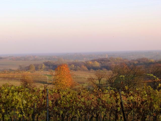 Blick ins "Rebenmeer" in der Südpfalz