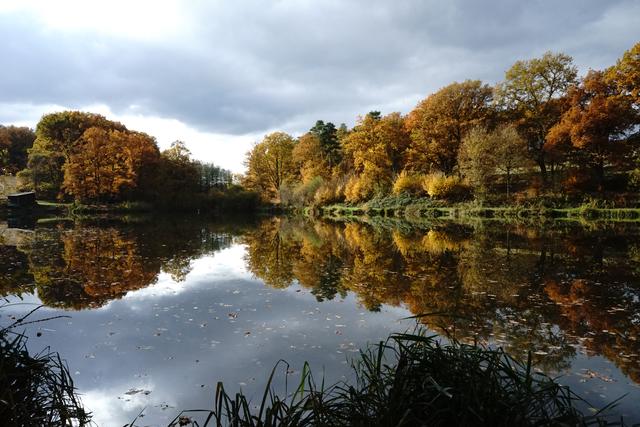 Der Schwarzbachweiher in goldenen Herbstfarben
Aufgenommen bei Sembach | Foto: Stephen Wüstenberg Photographie - Wartenberg-Rohrbach