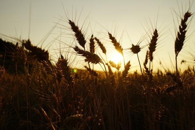 Schneeweiderhof // Juli