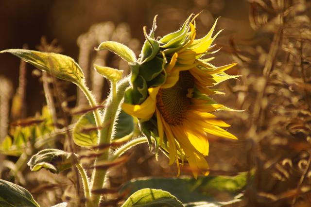Sonnenblume