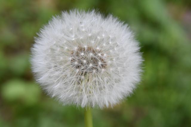 Pusteblume im Kurpark Bad Dürkheim (Mai)