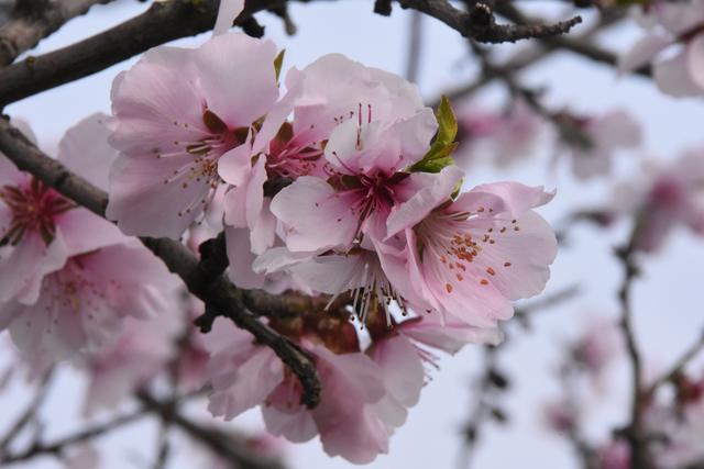 Krischblüten in Freinsheim (März)