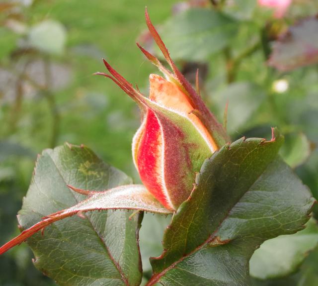 Eine Rose im herbstlichen Sasbachried