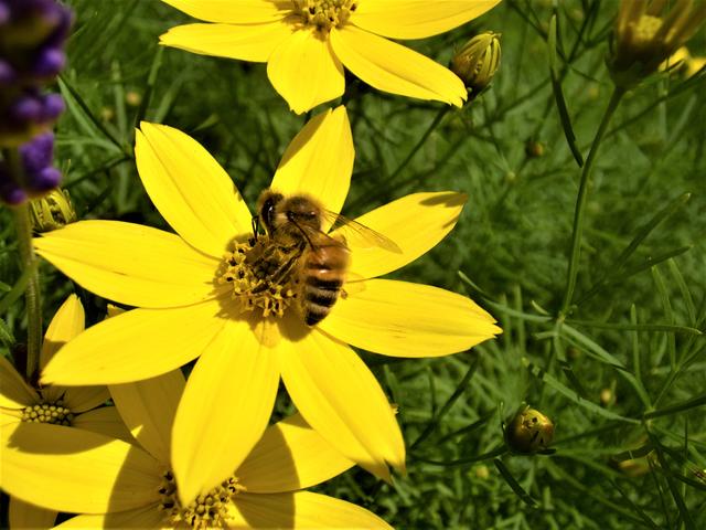 In Achern-Fautenbach im Frühsommer 4
