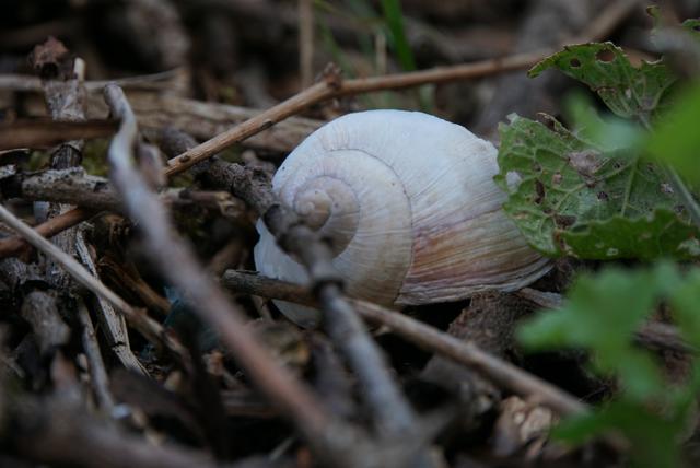 Schneckenhaus im Geäst // Juni