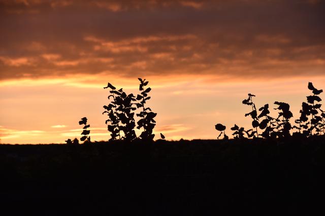 Abenddämmerung in den Weinbergen (September)