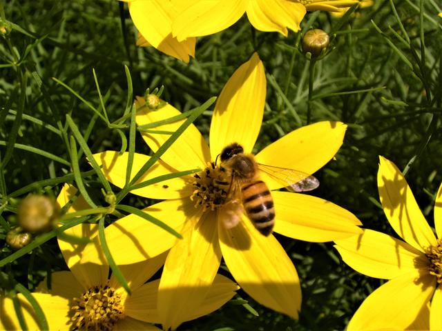 In Achern-Fautenbach im Frühsommer 1