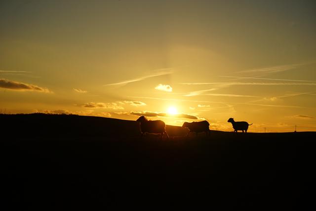 Eine kleine Gruppe von Schafen und Ziegen im stimmungsvollen Sonnenuntergang.
Aufgenommen beim Inkeltalerhof in Rockenhausen | Foto: Stephen Wüstenberg Photographie - Wartenberg-Rohrbach