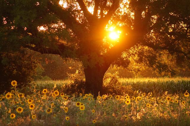 Sonnenblumenfeld im Abendlicht