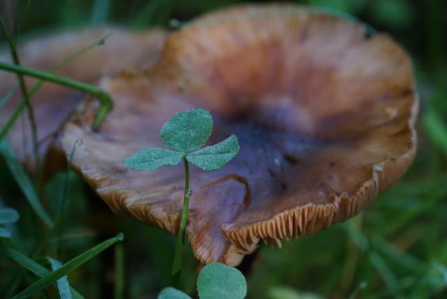 Morgenreif beim Waldspaziergang // September