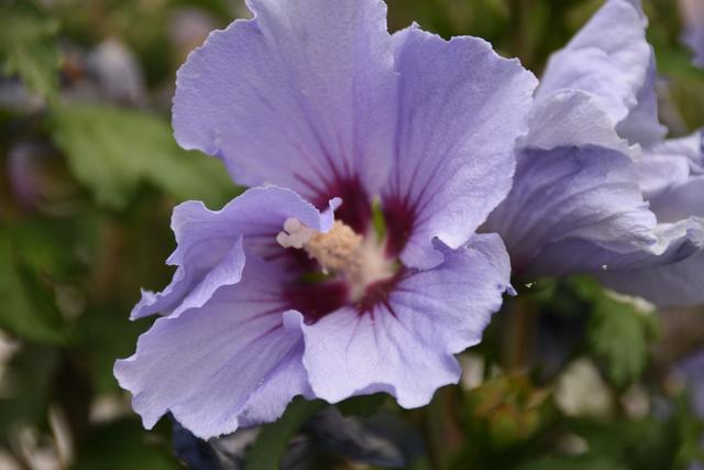 Hibiskus Blüte (Juli)