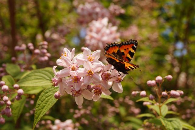Schmetterling auf Sommerblume