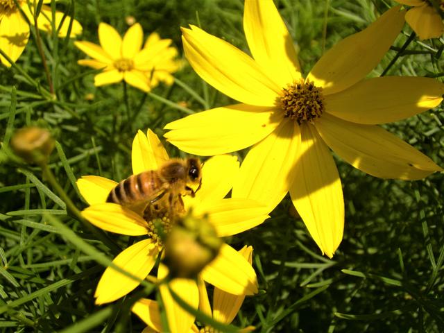 In Achern-Fautenbach im Frühsommer 2