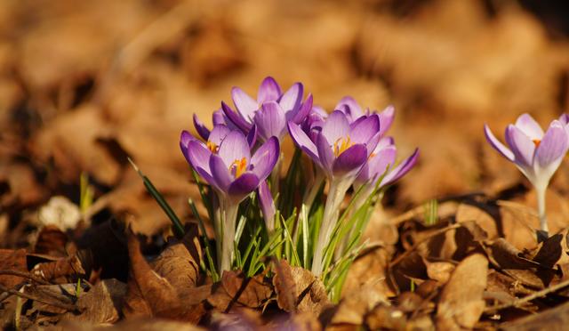 Frühlingserwachen in Karlsruhe 