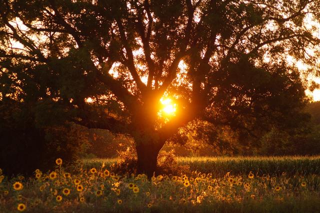 Sonnenblumenfeld im Abendlicht 