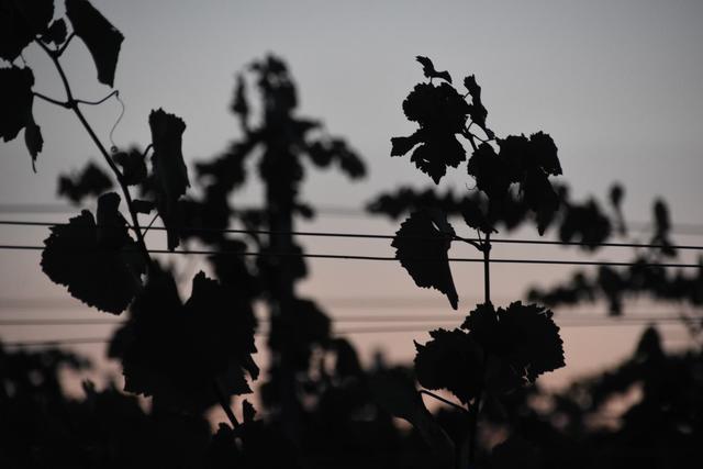 Silhouette von Reben (August)