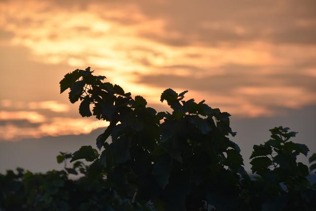 Abenddämmerung in den Weinbergen (September)