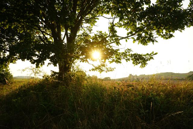 Spätsommerliche Farben im Donnerberger Land
Aufgenommen zwischen Potzbach und Leithöfe | Foto: Stephen Wüstenberg Photographie - Wartenberg-Rohrbach