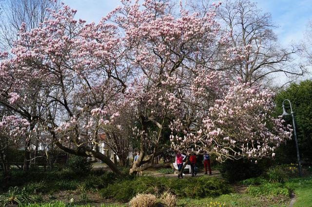 Magnolienbaum im Kurpark Bad Dürkheim im März 2019