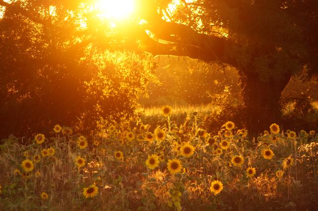 Sonnenblumenfeld im Abendlicht