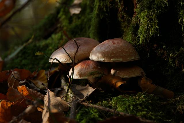 Waldspaziergang Hermannsberg bei Oberweiler // November