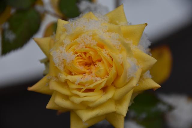 Eine verschneite Rose im Januar