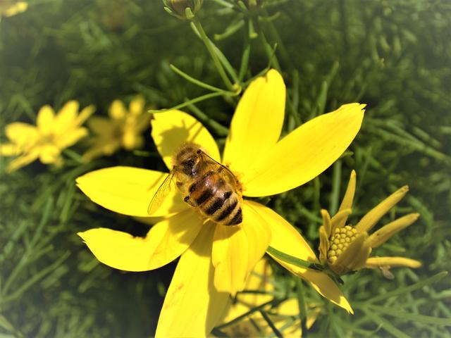 In Achern-Fautenbach im Frühsommer 3