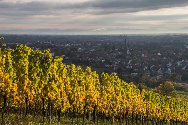 Weinberge oberhalb von Deidesheim | Foto: Jonas Beckmann