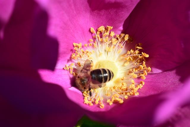 Malvenblüte mit Biene, Juli | Foto: Claudia Charlotte Ernst