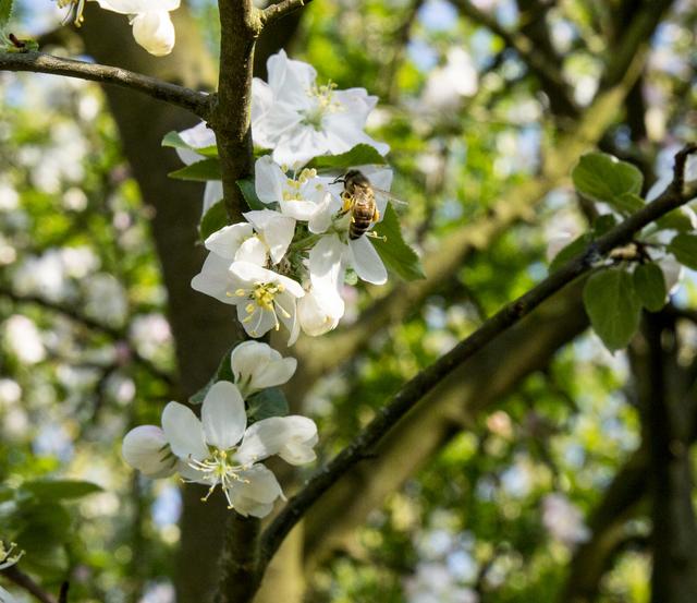 Mai 
12 Morgen in Schifferstadt