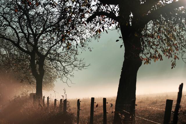 Morgendlicher Nebel auf der Wiese nahe der Amicitia Hütte im Modenbachtal (im Oktober).