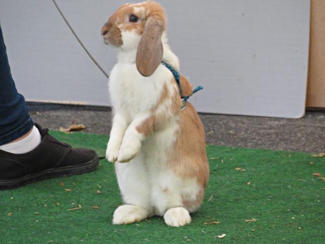 Erstmal die Sachlage checken | Foto: Brigitte Melder