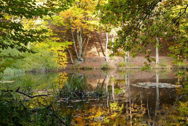 Herbst im Schallbrunner Tal, KL | Foto: Sabine Schnur