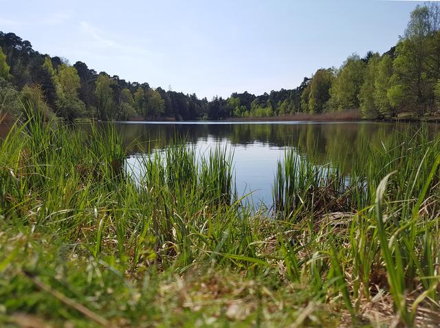 Sommer - Vogelwoogweiher, KL | Foto: SAbine Schnur