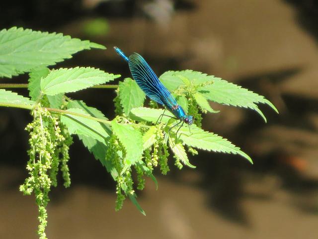 Libelle beim Sonnenbad am Rehbach, Böhl-Iggelheim | Foto: Brigitte Melder