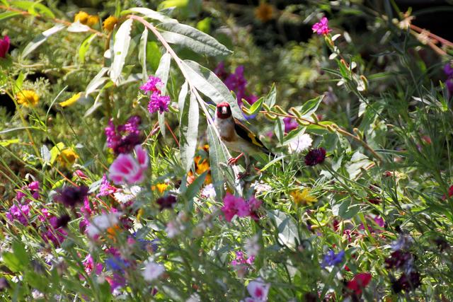 Stieglitz im eigenen Garten in Landau (im Juli).