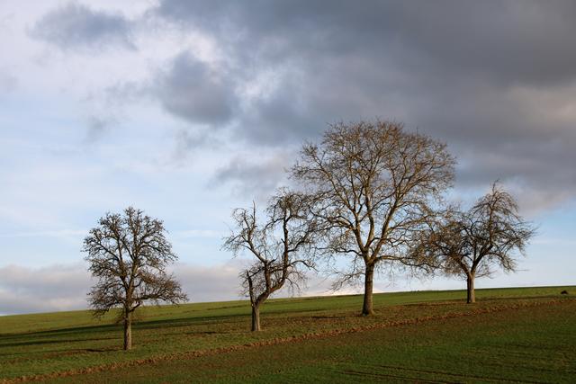 Winter - Morlautern | Foto: Sabine Schnur
