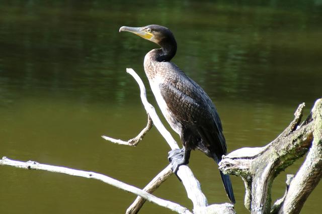 Sommer - Kormoran am Blechhammmerweiher, KL | Foto: Sabine Schnur