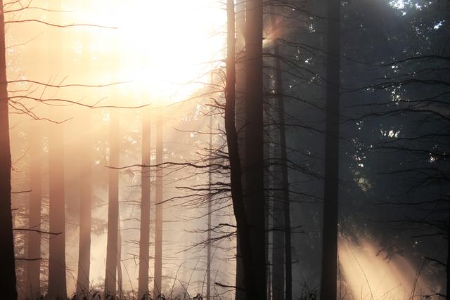 Ein verwunschener Sonnenaufgang im Nebel auf der Lolosruhe nahe des Edenkobener Tals (im Juni).