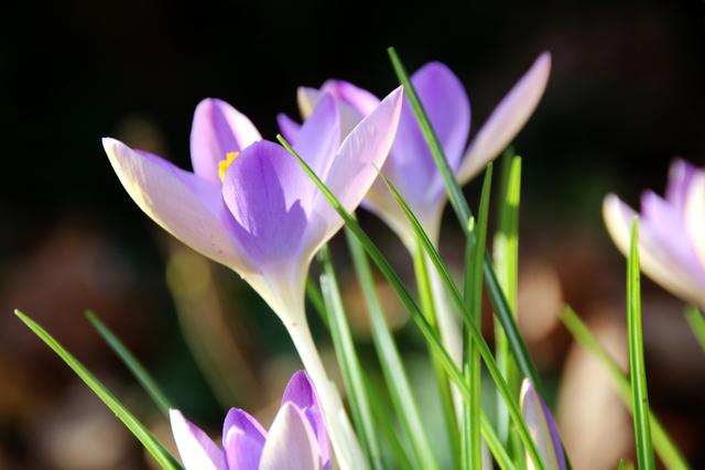 Frühling - Wilder Krokuss | Foto: Sabine Schnur