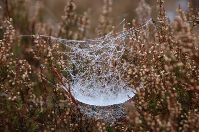 Herbst - Mehlinger Heide | Foto: Sabine Schnur